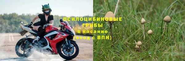 шишки Горно-Алтайск